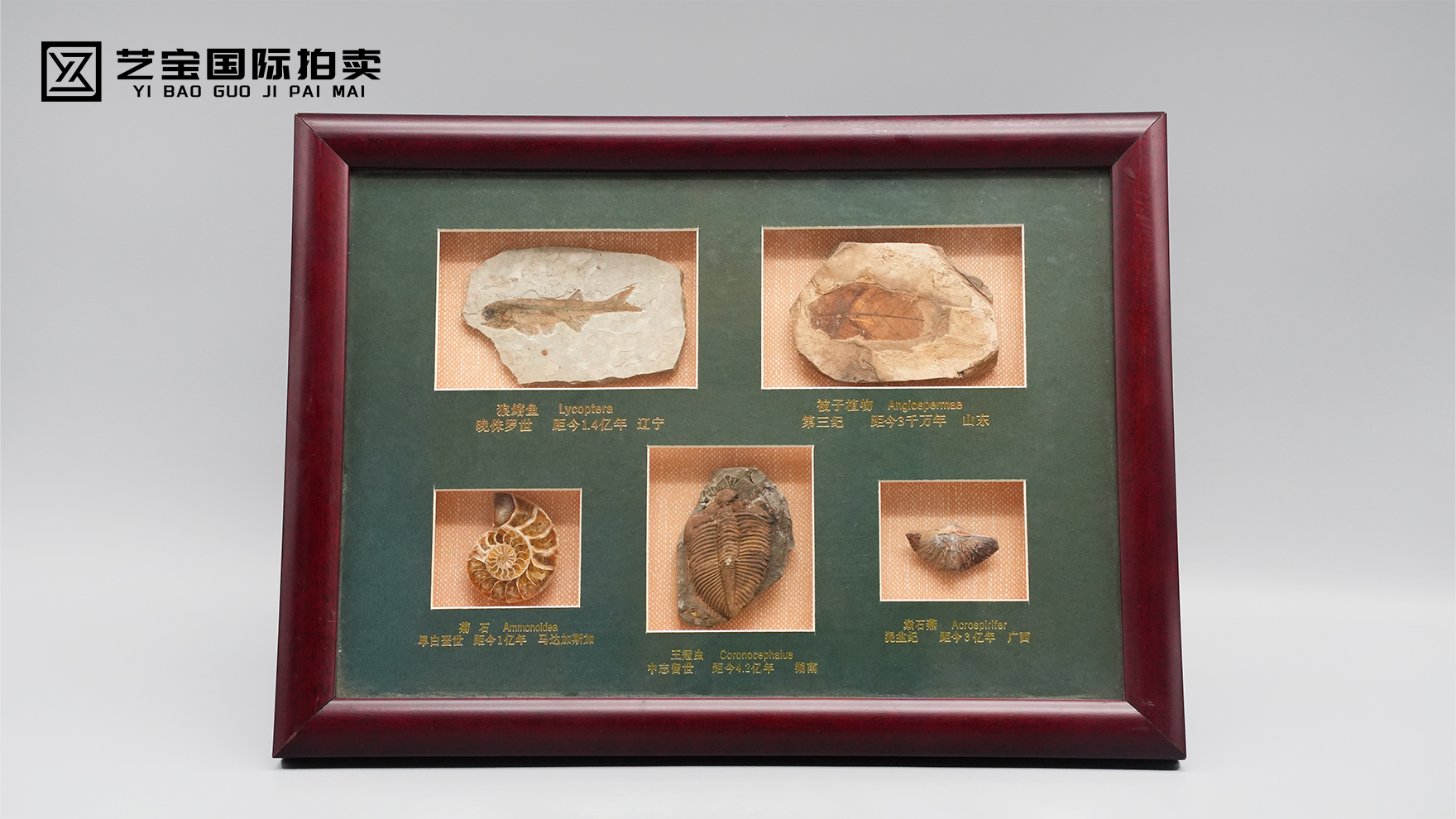 穿越亿万年的地球史书—化石