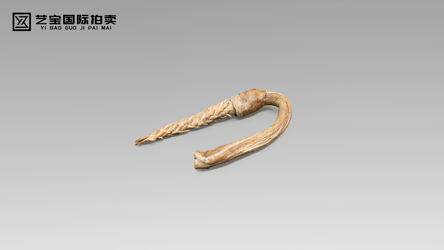 清 太医传承虎鞭（百年陈藏）